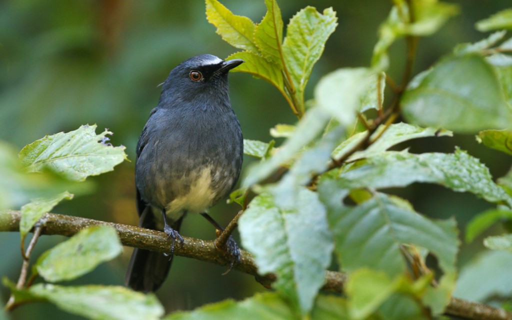 Perching Birds